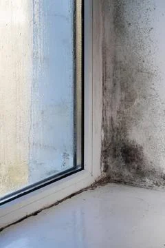 Mold on the window slopes. Stock Photos