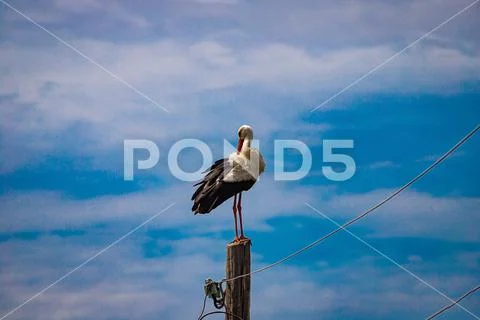 Moldova, summer 2020. Amazing hobbledehoy Stock Photos