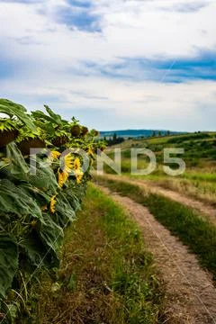 Moldova, summer 2020. Sunflowers field Stock Photos