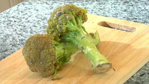 Moldy and rotten broccoli in kitchen Video stock 123732447