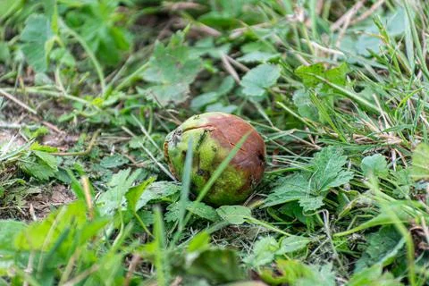 A moldy apple on grass Stock Photos
