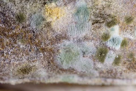 Moldy bread. Close-up view. Selective focus. Stock Photos