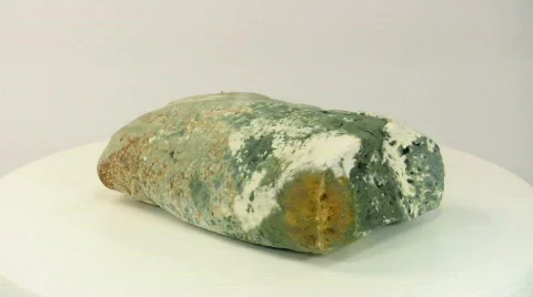Moldy bread Stock Footage 583607