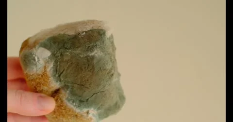 Moldy bread in hands close-up.Spoiled baked goods Stock Footage 328869208