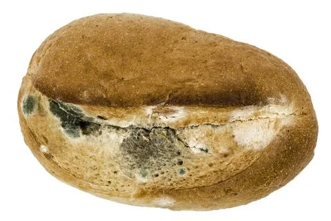 Moldy bread, isolated on white background Stock Photos
