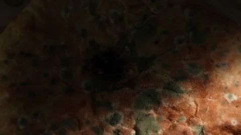Moldy bread lit by moving beam of light in dark setting Stock Footage 312278611