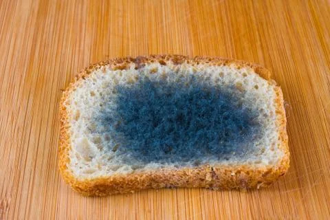 Moldy bread. Stock Photos