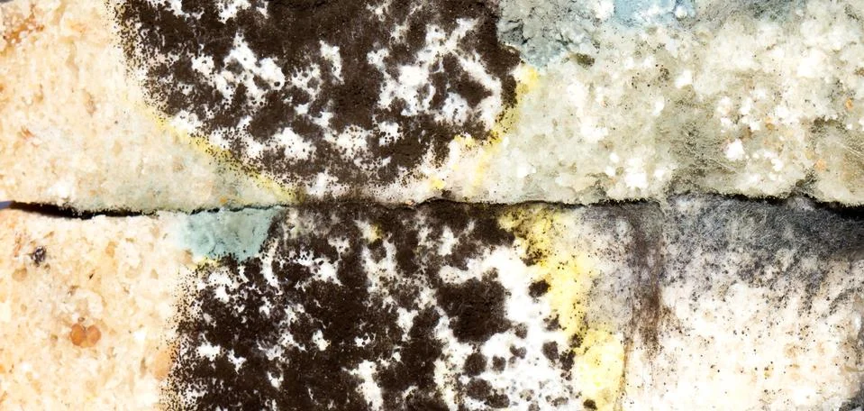 Moldy bread. 스톡 사진