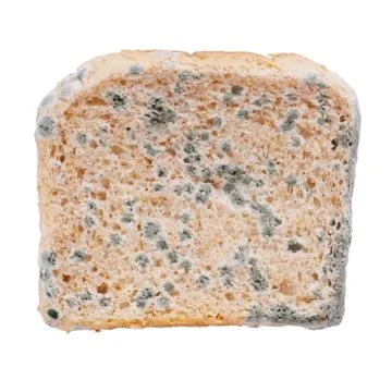 Moldy bread Stock Photos