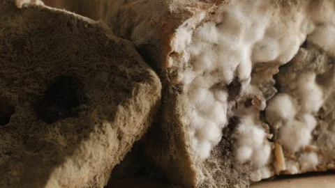 Moldy bread rotating, turning round Stock Footage 115833992