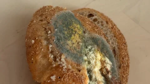 Moldy bread slice with green and yellow spots on light wooden surface Stock Footage 325859366