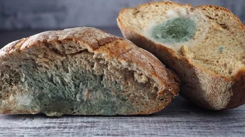 Moldy bread slices close up, green fungal growth on old stale baked food in.. Stock Footage 332108858