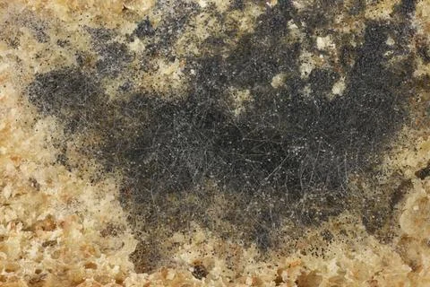 Moldy bread texture close up Stock Photos
