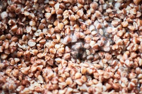 Moldy buckwheat, macro, close up. Stock Photos
