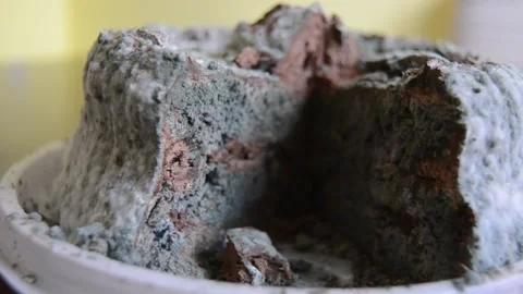 Moldy cake, dessert Stock Footage 147943111
