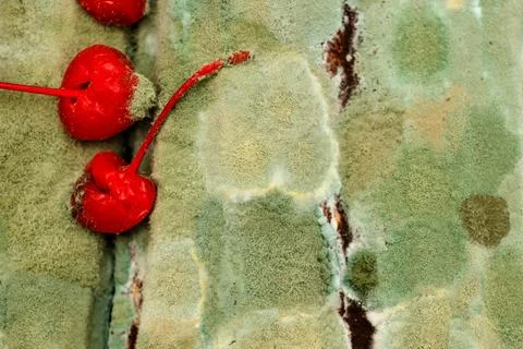 Moldy cake Stock Photos
