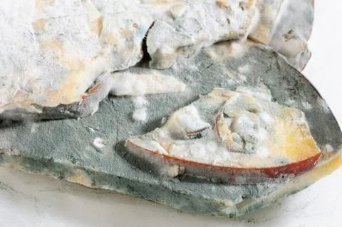 Moldy cheese Stock Photos