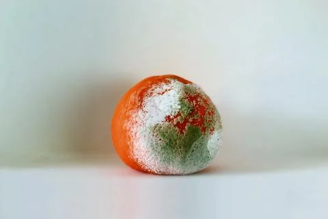 Moldy citrus, orange Stock Photos