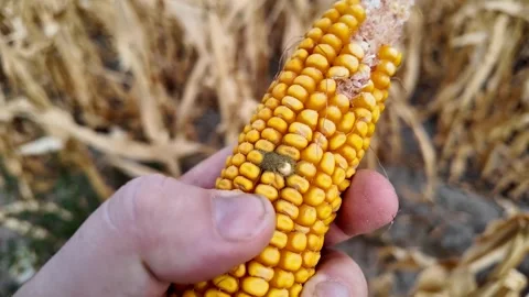 Moldy Corn Cob in Field Stock Footage 288832902