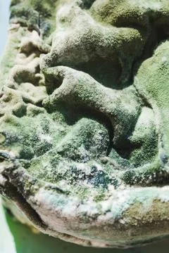 Moldy cottage cheese macro surface Stock Photos