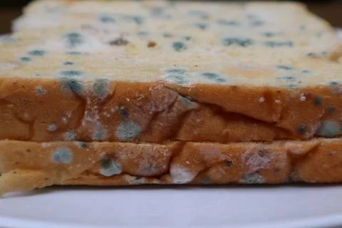 Moldy expired bread Stock Photos