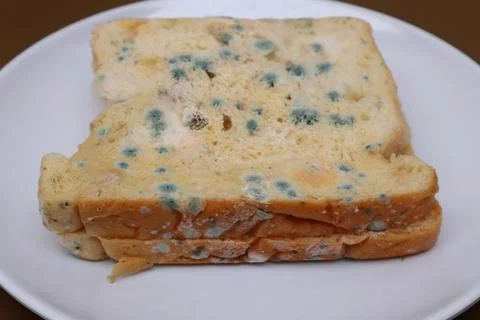 Moldy expired bread Stock Photos