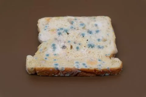 Moldy expired bread Stock Photos
