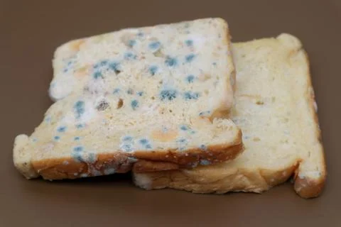 Moldy expired bread Stock Photos