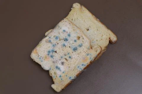 Moldy expired bread Stock Photos