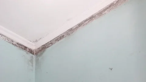 Moldy house corner from inside Stock Footage 87688678