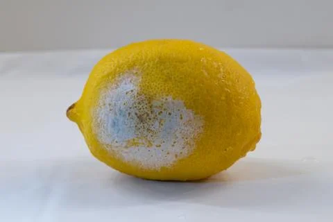 Moldy lemon Stock Photos
