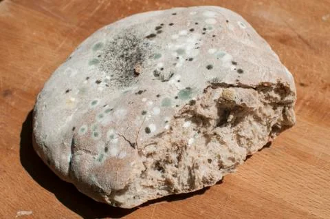 Moldy loaf of bread Stock Photos