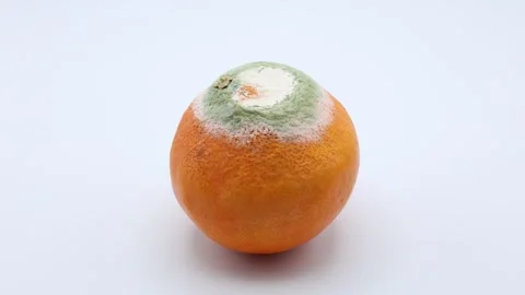 Moldy or rotting orange fruit. Stock Footage 304631318