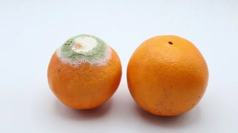 Moldy or rotting orange fruit. Stock Footage 304631330