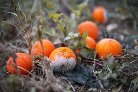 Moldy orange Stock Photos