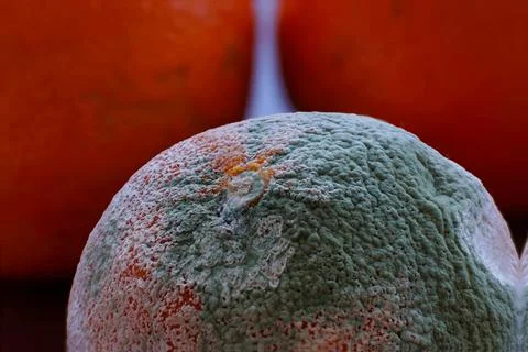 Moldy orange Stock Photos
