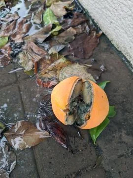 Moldy orange rests in a puddle surrounded by fallen leaves near a wall 写真素材