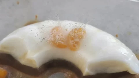 Moldy Pudding Stock Footage 306366075