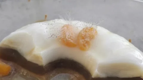 Moldy Pudding Stock Footage 306366112