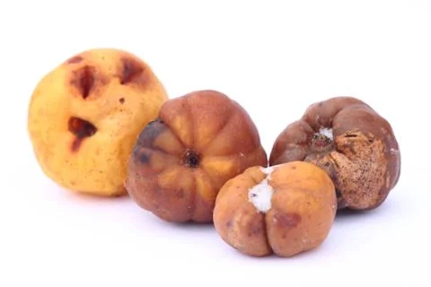 Moldy quinces Stock Photos