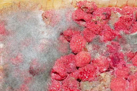 Moldy raspberry on a white background Stock Photos