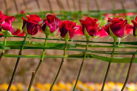 Moldy roses Stock Photos