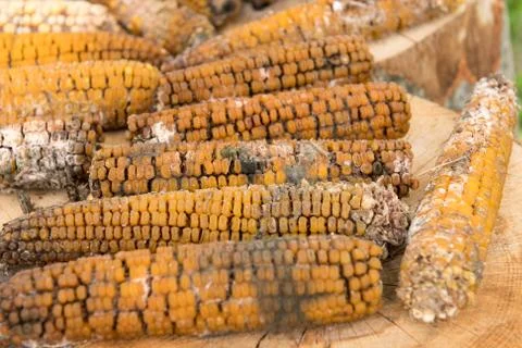 Moldy Rotten Corn Stock Photos