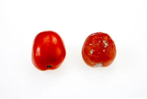 Moldy rotten tomatoes Stock Photos