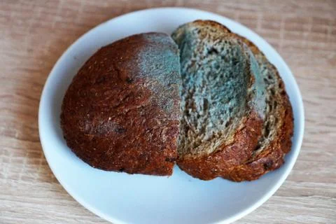 Moldy rye bread on a white plate close up Stock Photos