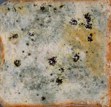 A moldy slice of bread. Close-up Stock Photos