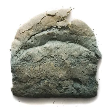 Moldy slice of bread Stock Photos