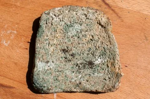 Moldy slice of bread Stock Photos