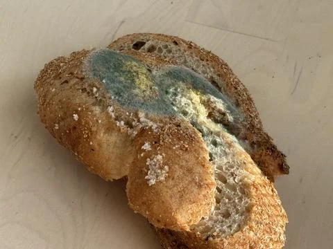 Moldy slice of bread with visible green and yellow discoloration on wooden .. Stock Photos