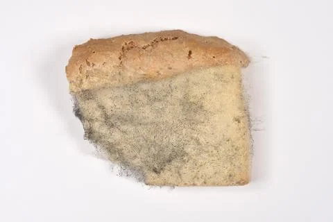 Moldy Slice of Bread on White Background Stock Photos